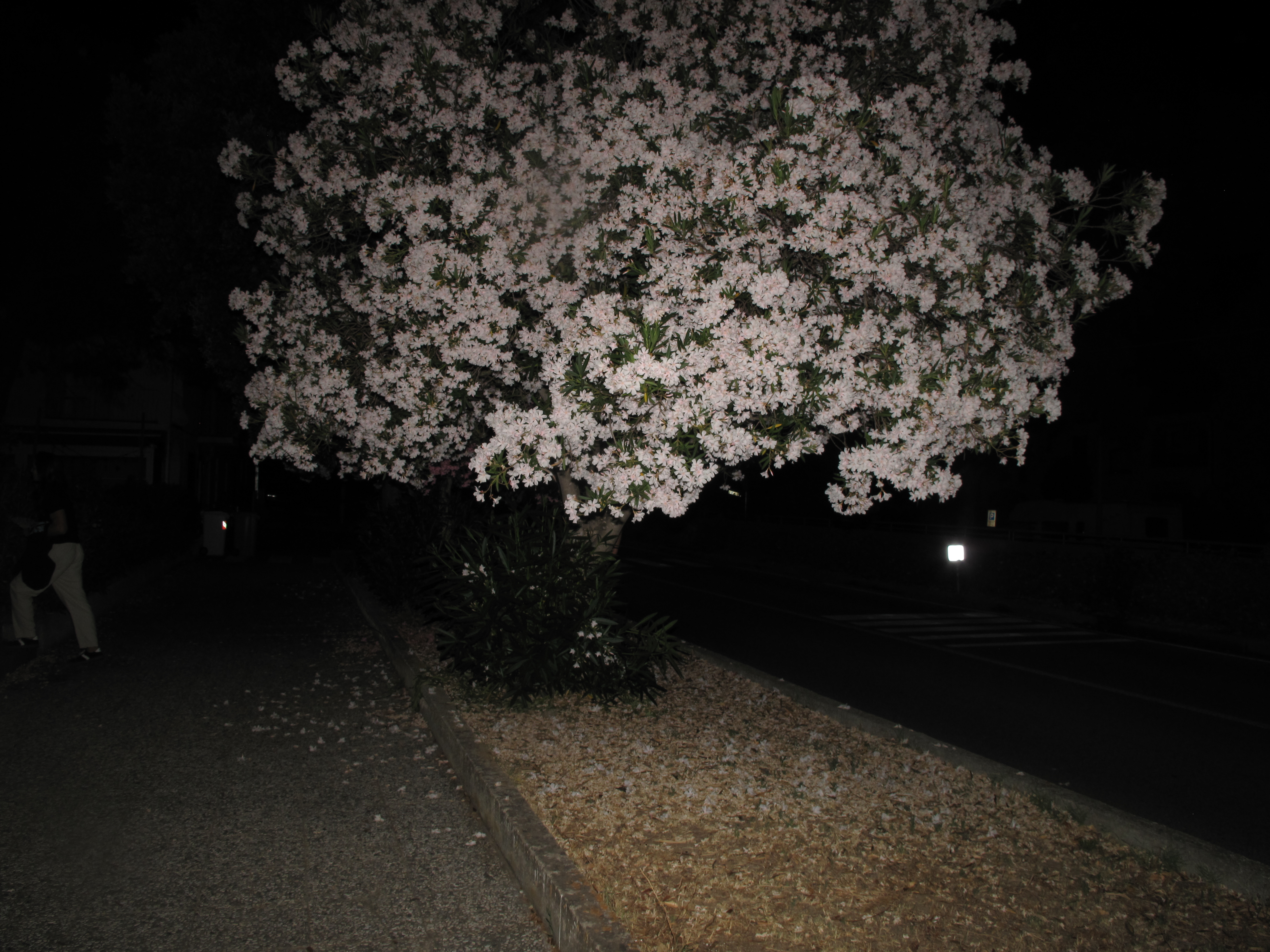 IMG 2858